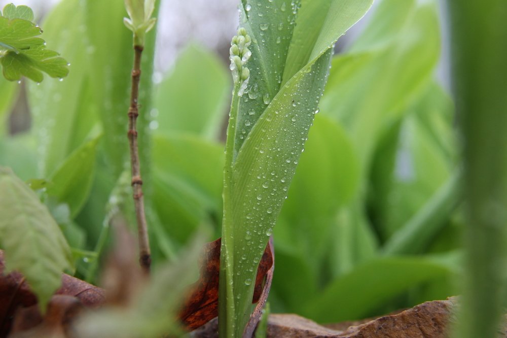 Photograph by Елена Копейкина