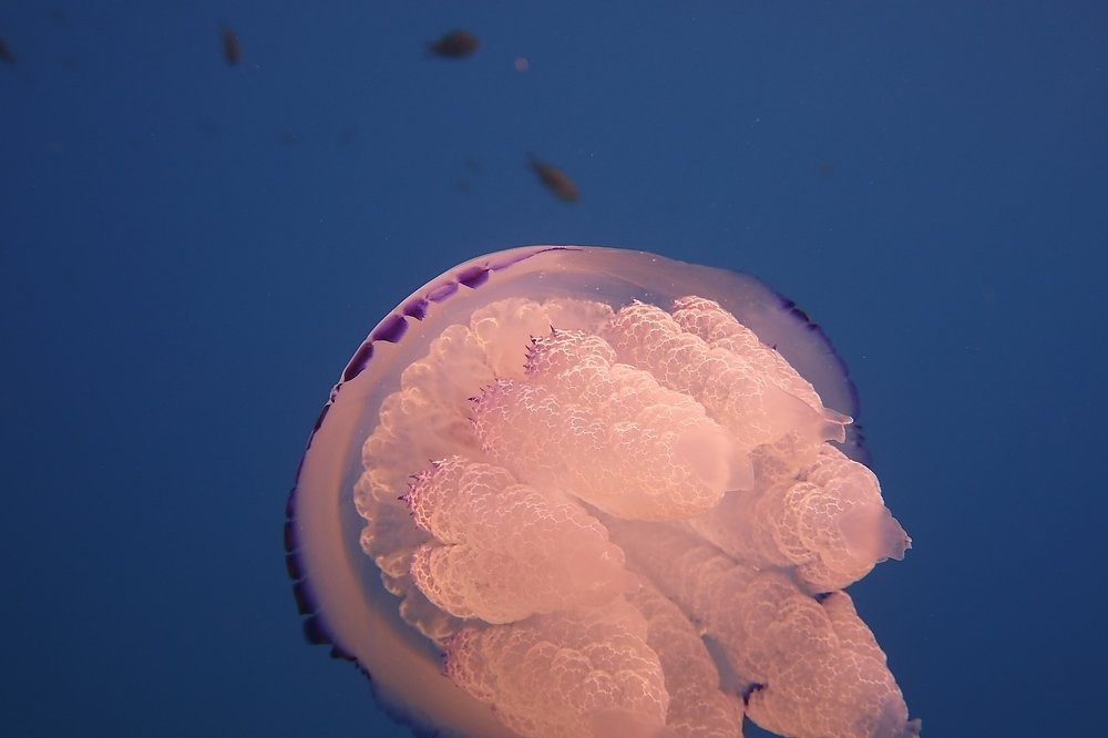 Фотография автора Ines Miljan Popovic