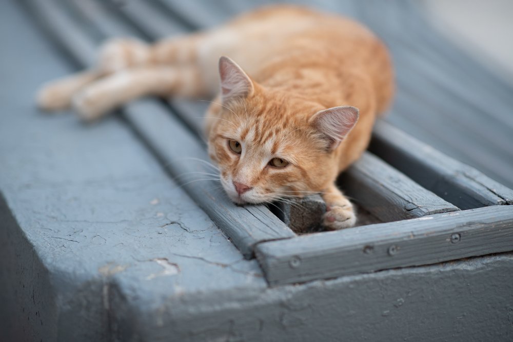 Photograph by Анна Чеснокова