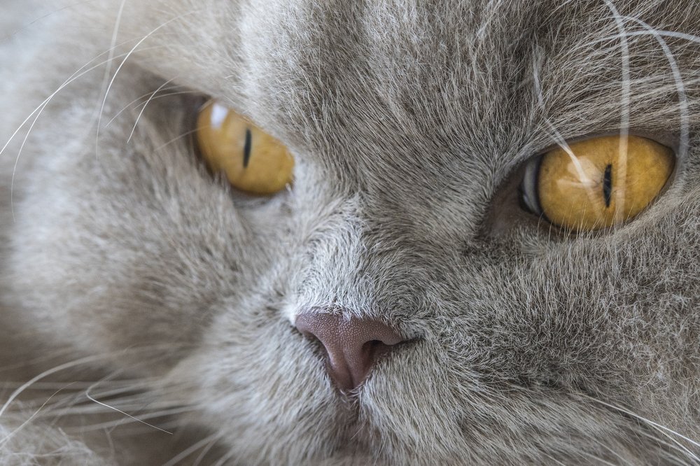 Фотография автора Lujza Stoklas