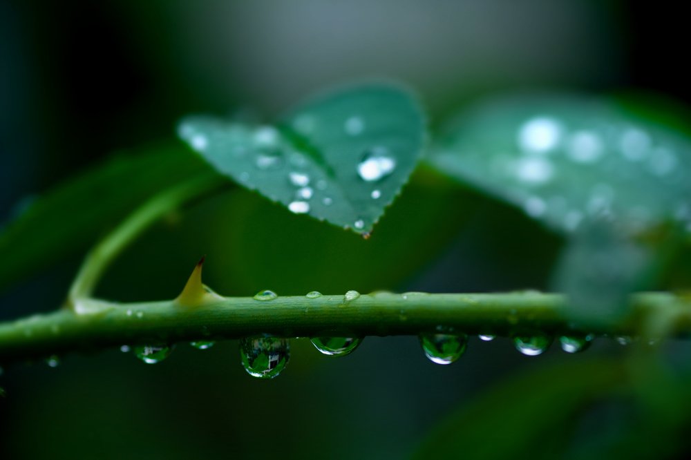 Photograph by SYED RAJEEB 