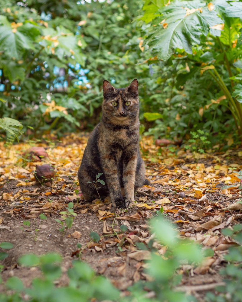 cat with mustache