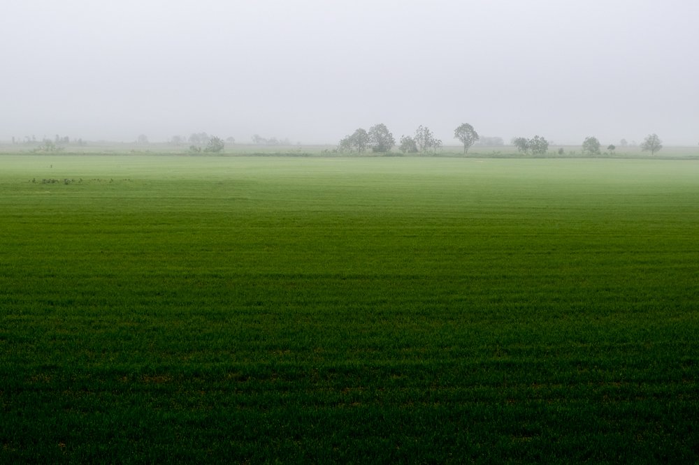Зелёное поле