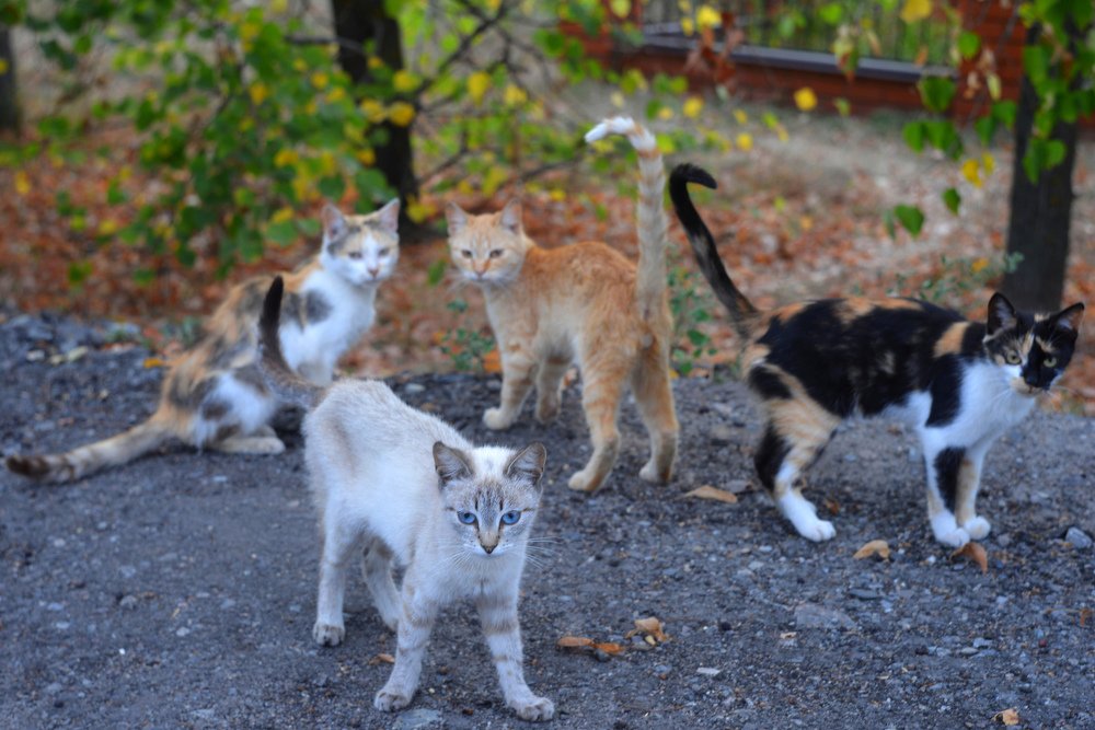 Photograph by Александр Дергаусов