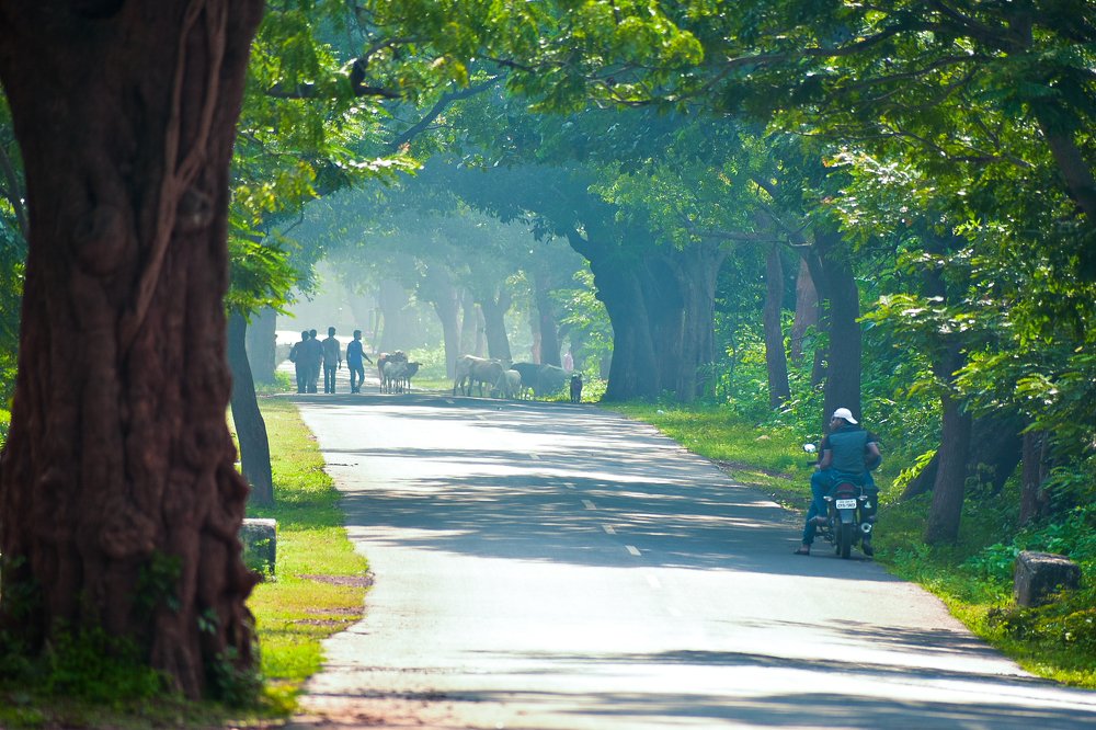 Photograph by LALUPRASAD SENAPATI