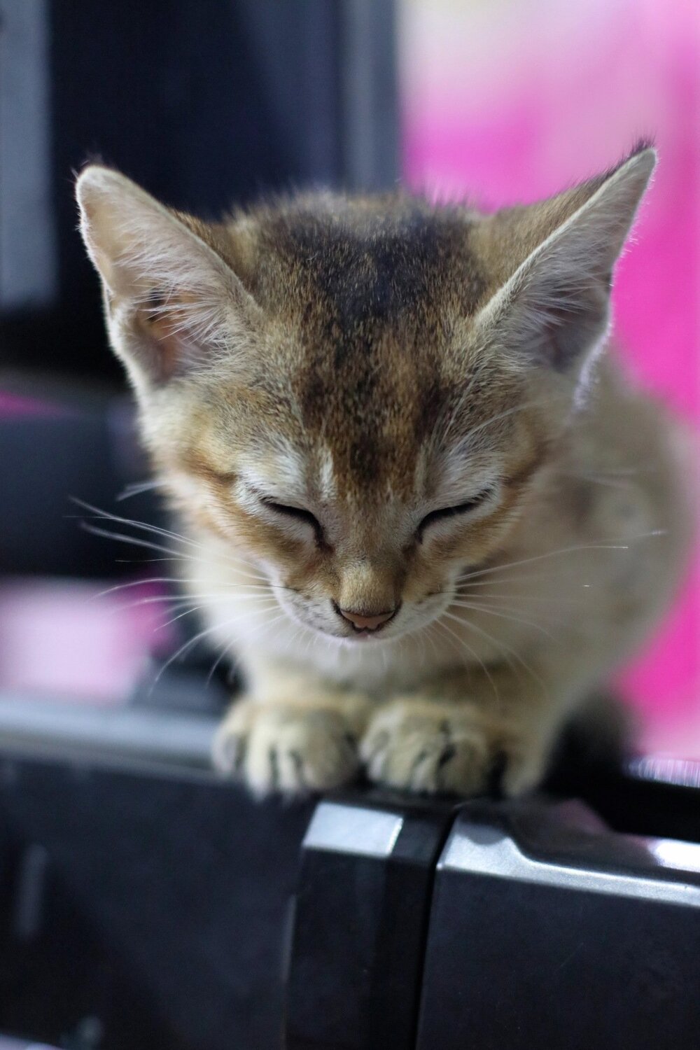 Photo #3602454
