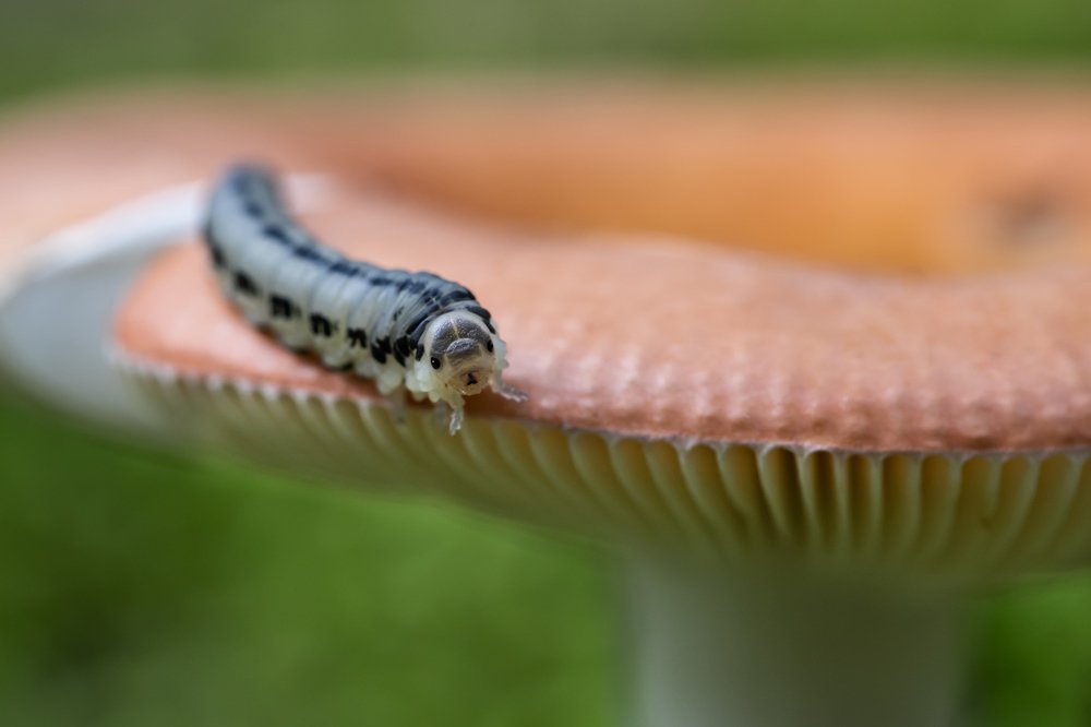 Photograph by Сергей Романченко