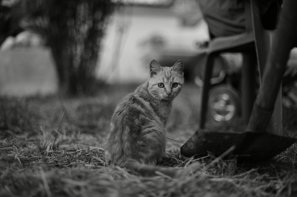 Photograph by Анна Чеснокова