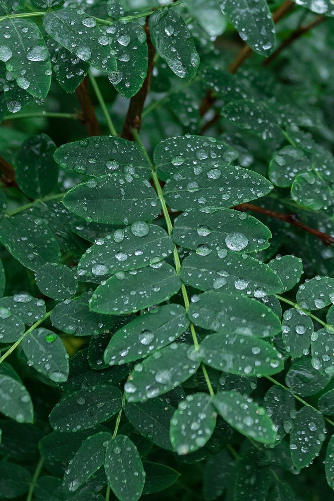 После дождя.