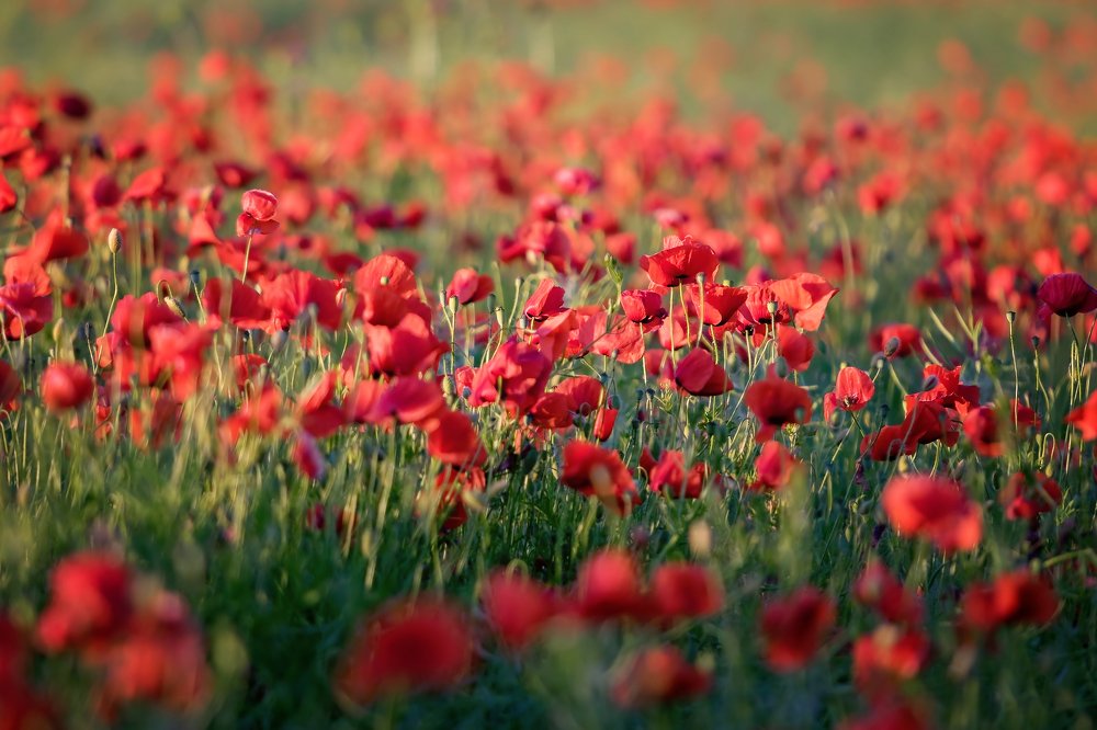 Photograph by Zdenka Janaskova