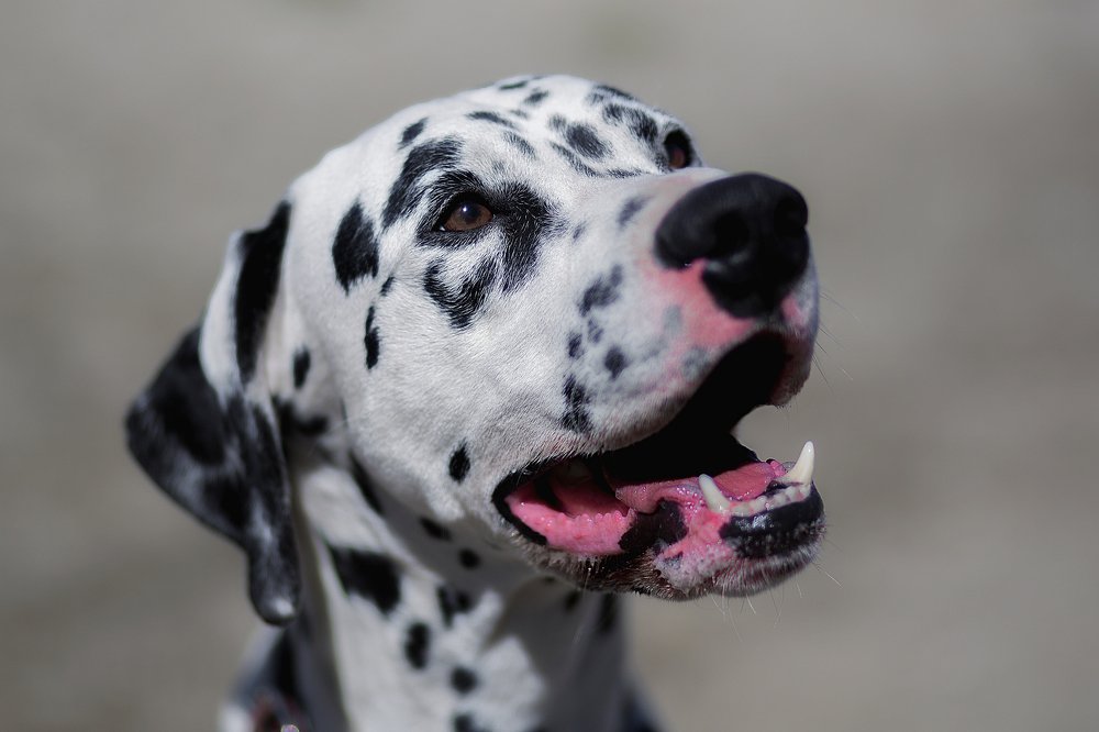 Photograph by Мария Балабанова