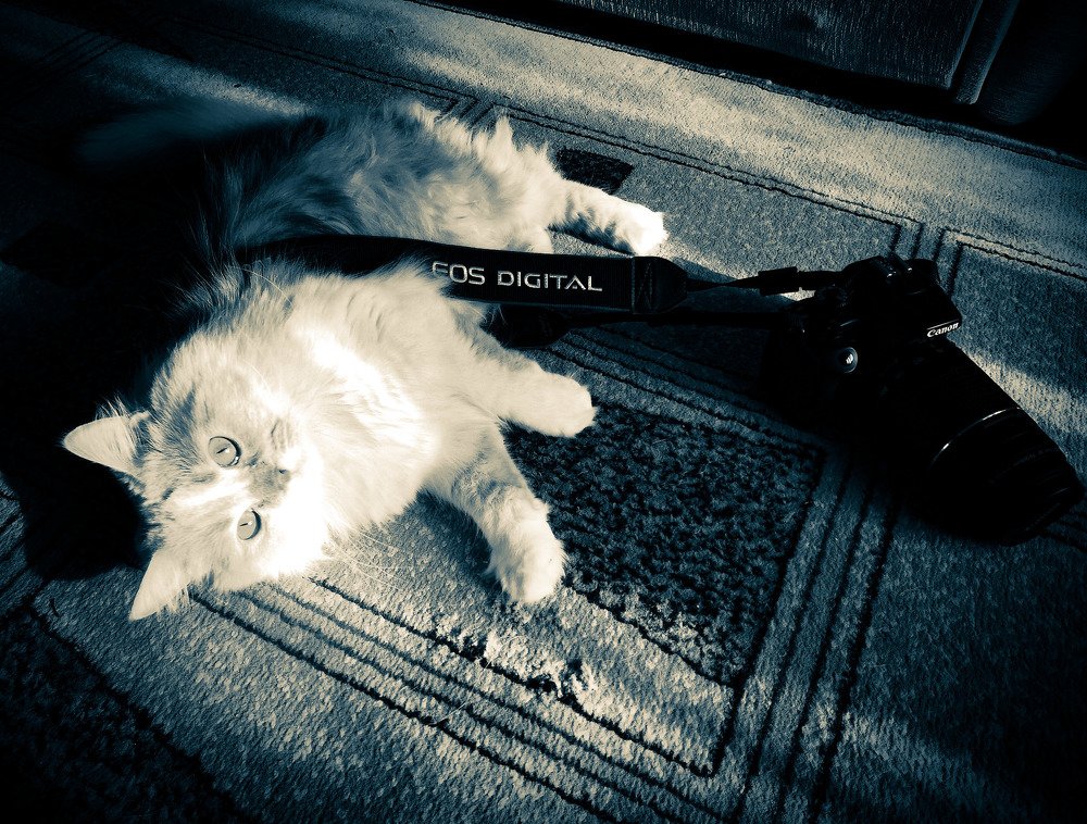 Мой фотограф