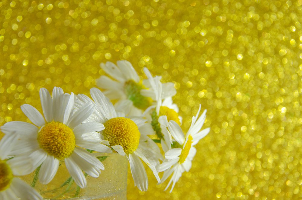 Фотография автора Майя Афзаал