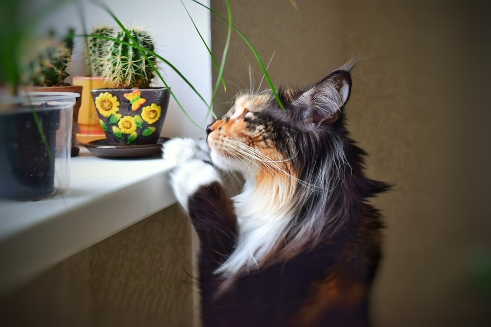 Фотография автора Дана Богинская