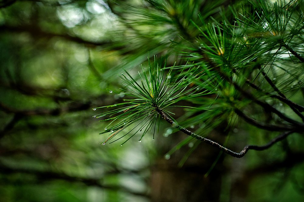 Photograph by Максимова Ольга Васильевна