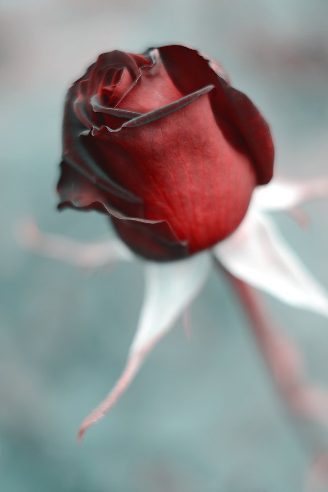 Осенняя роза