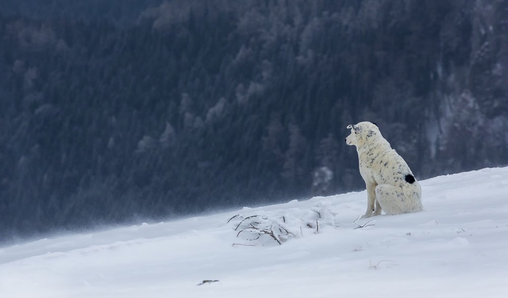 Photograph by Tudor Ghioc
