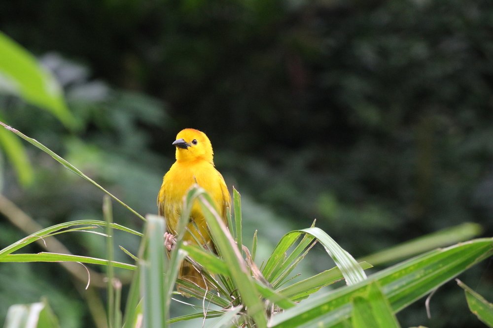 yellow yellow cute fellow!