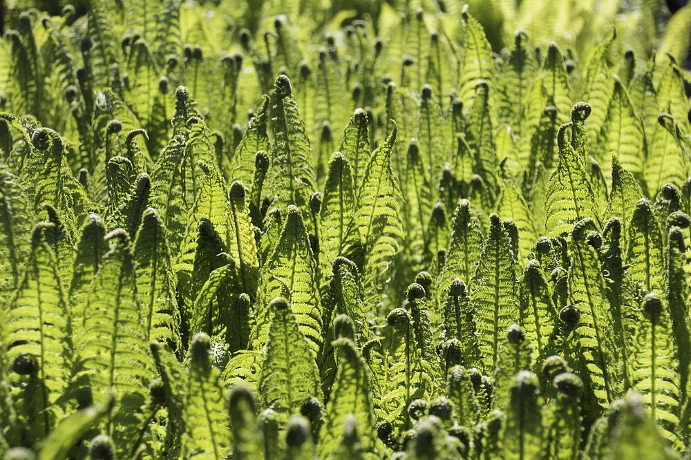 Photograph by Наталья Ростовская