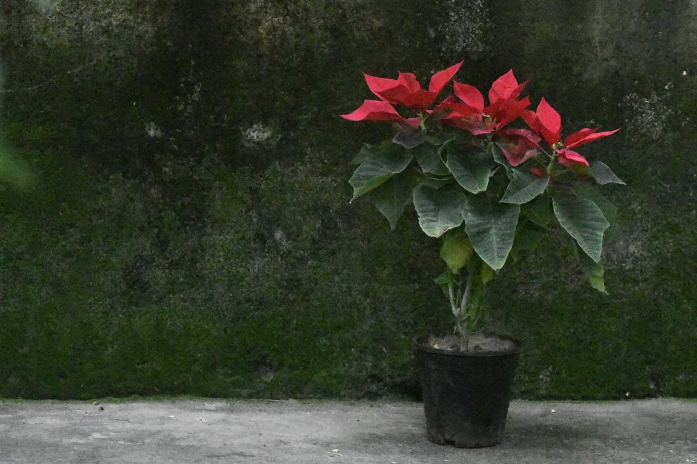 Photograph by Praveen Bhagat