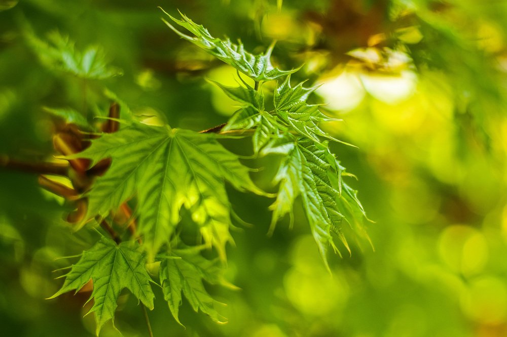 Photograph by Анастасия Донская