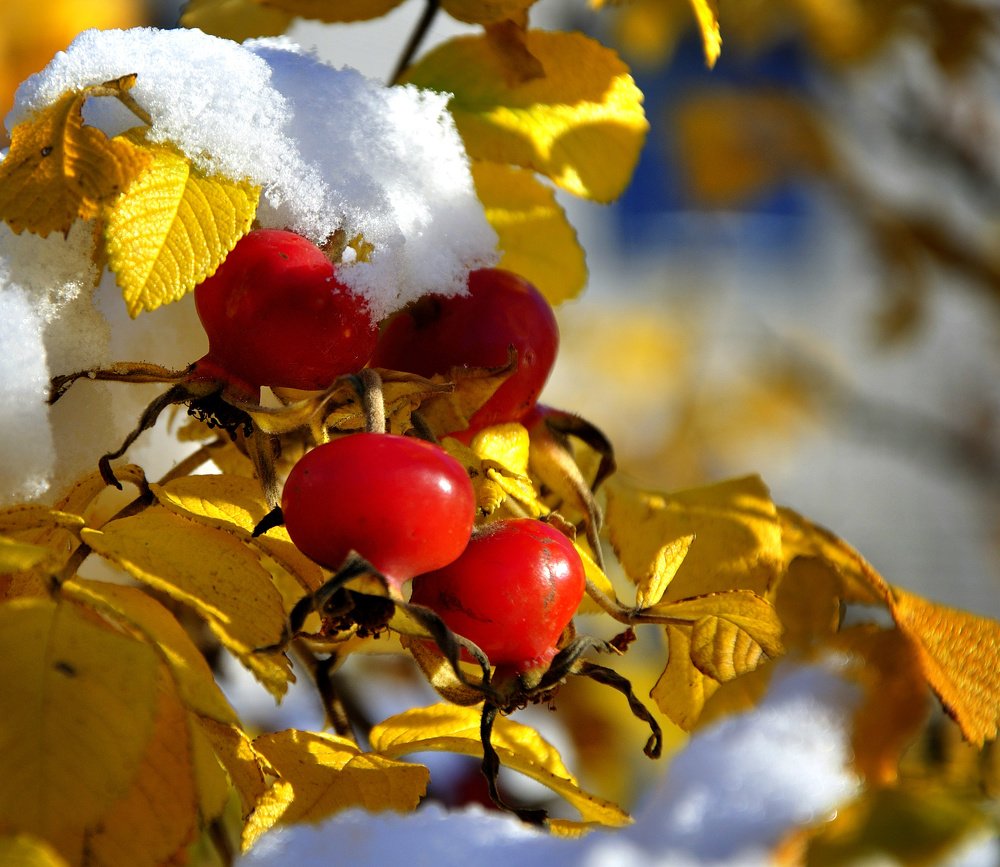 Осенняя зарисовка