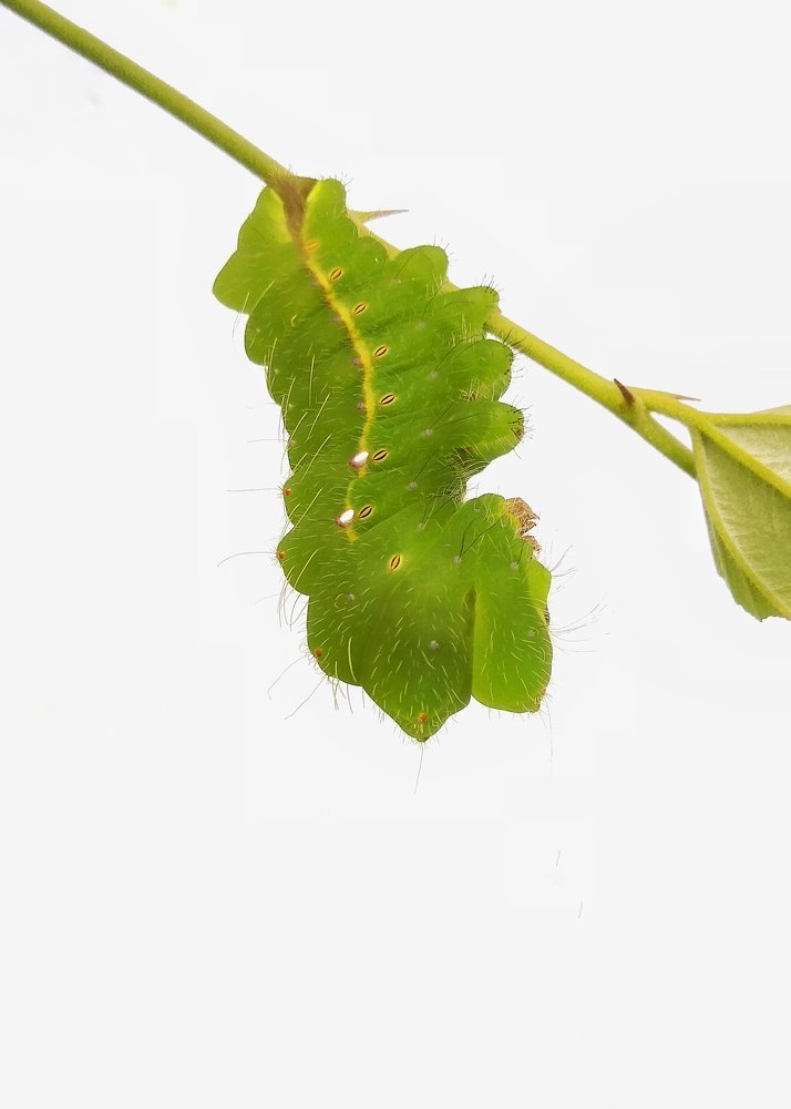 Photograph by Dharmendra Padhiyar