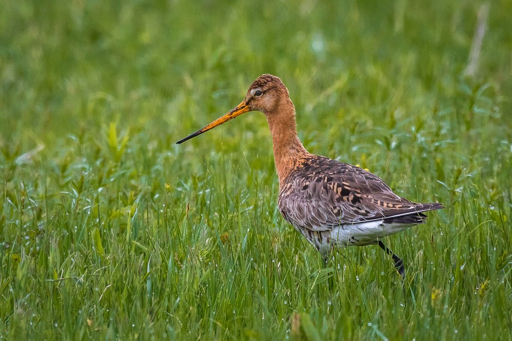 Большой веретенник