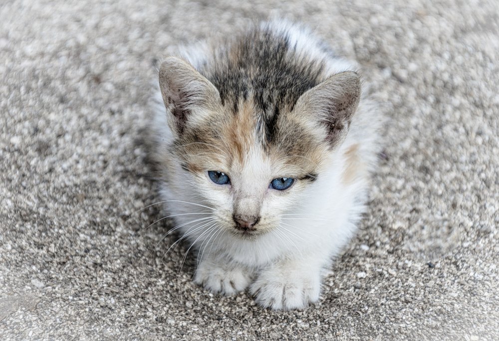 Photograph by Ridwan Adhitama