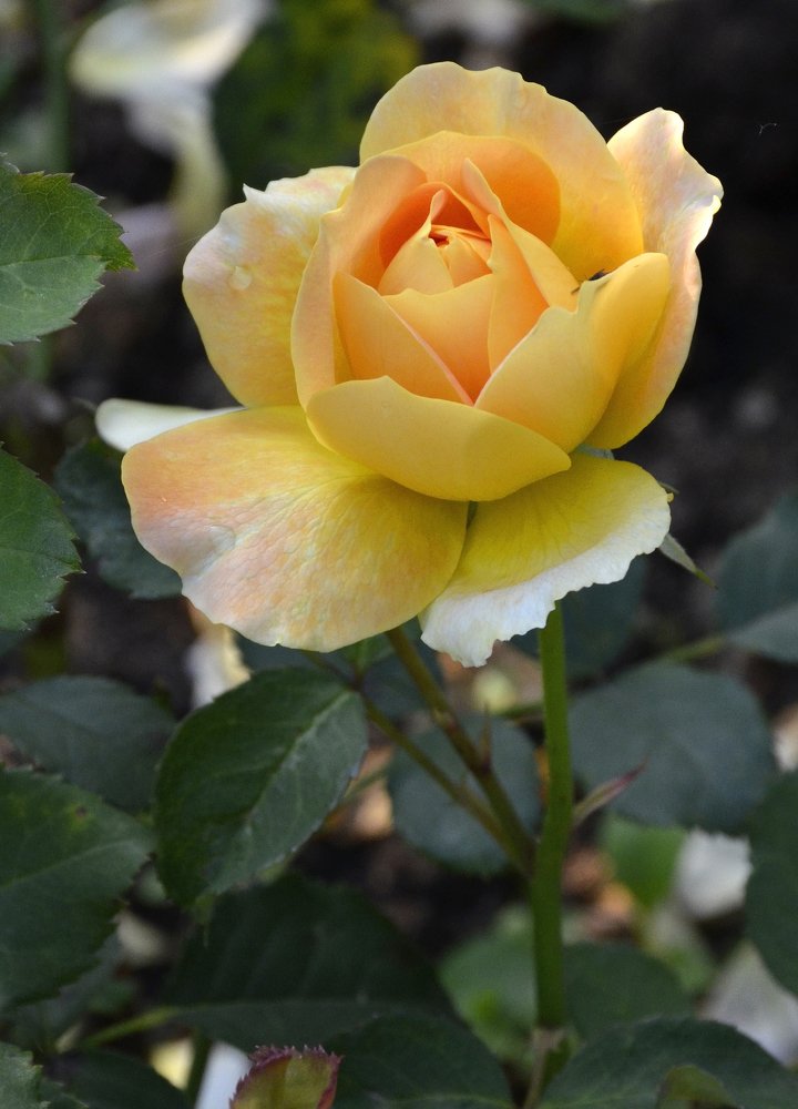 Красота спасёт мир !