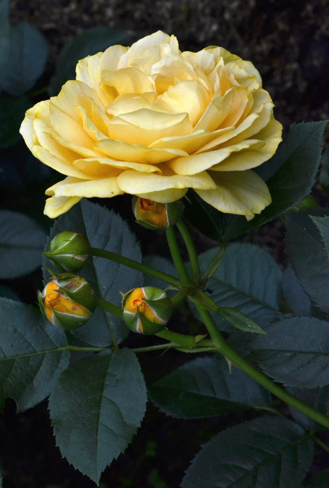 Сентябрьская роза.