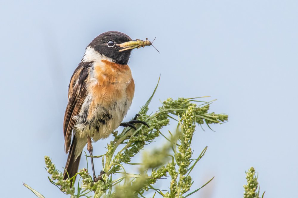 Черноголовый чекан