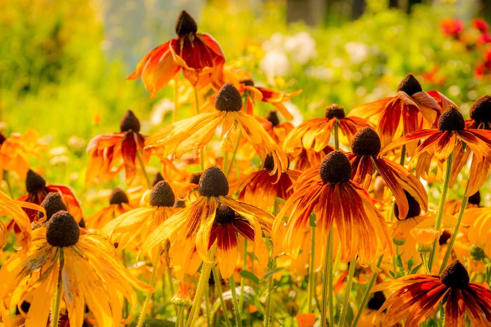 Фотография автора Cornelia Ghergut