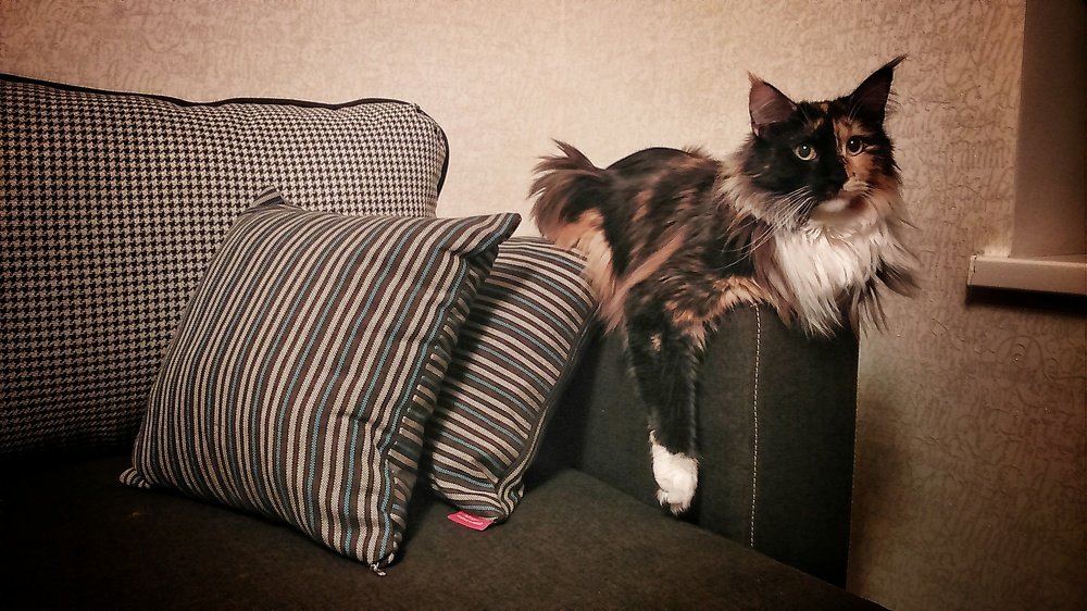 Фотография автора Дана Богинская