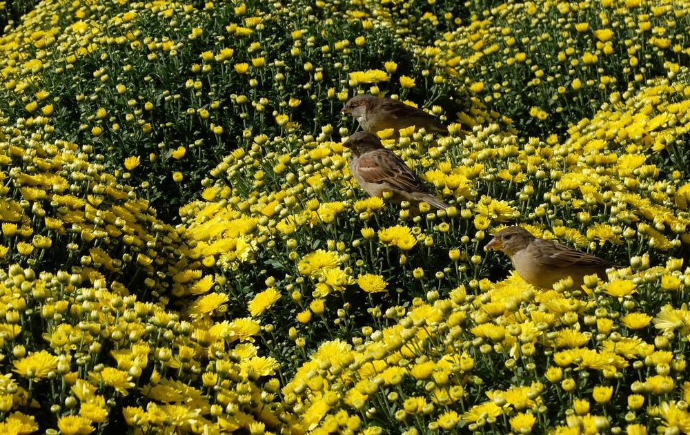 Где обедал воробей...