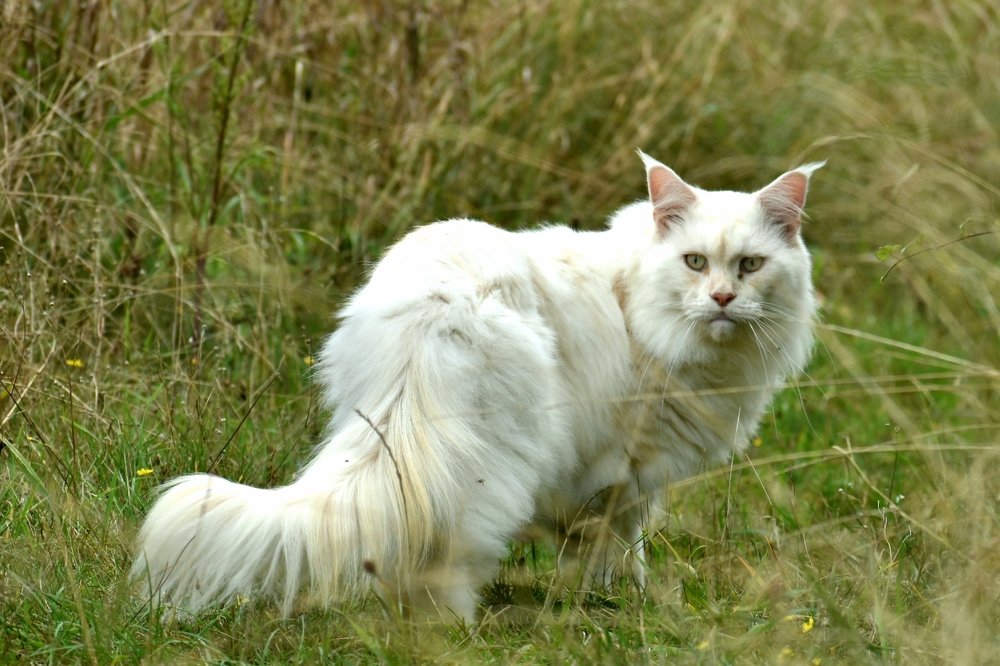 The white queen