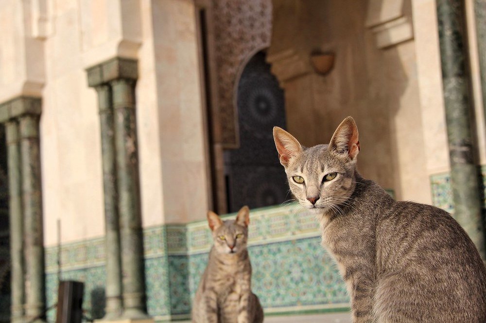 Хранители Касабланки