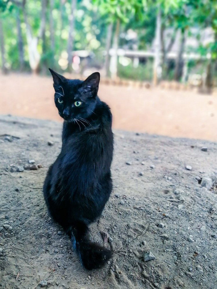 Kiki The Black Cat