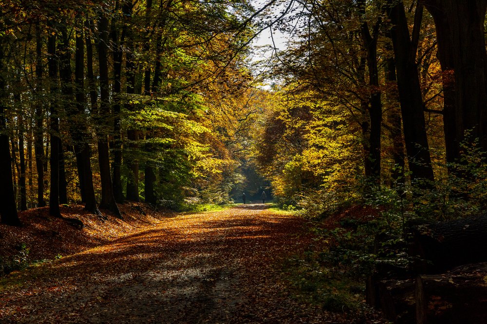 Photograph by Irina Hoek