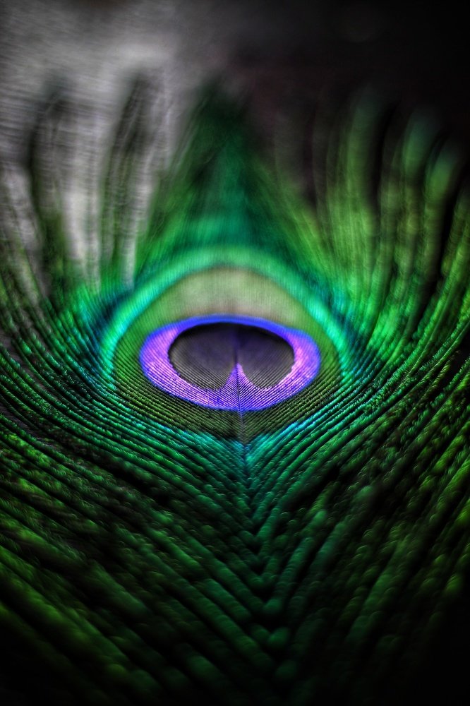 Photograph by  VISHNU AV