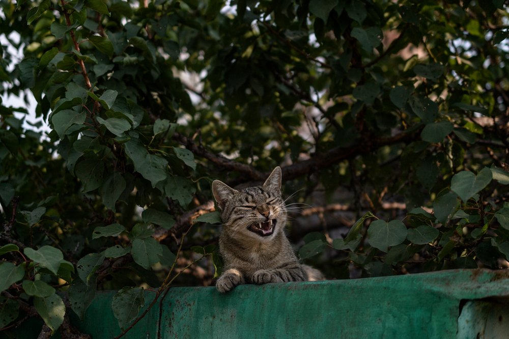 Страшнее кошки зверя нет.