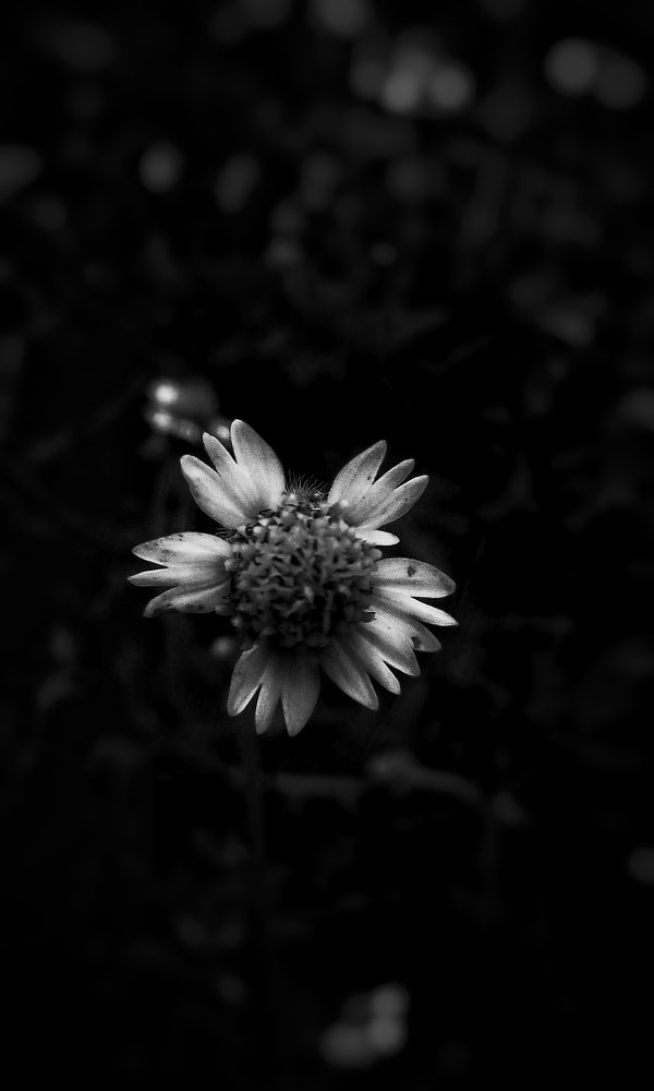 Photograph by Rain