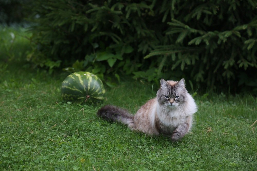 Photograph by Алена Гершфельд