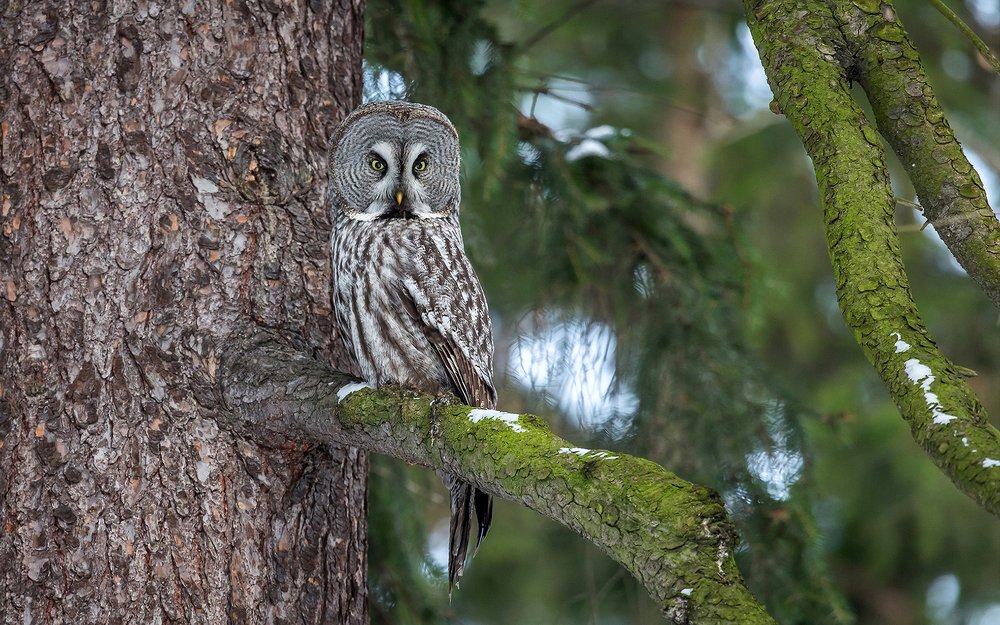Бородатая неясыть.