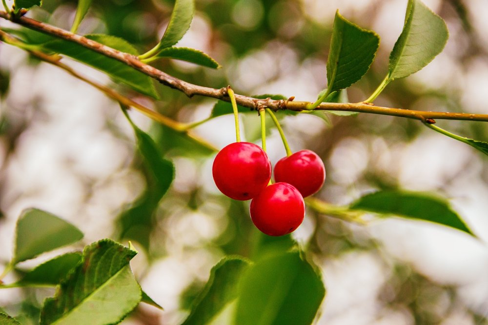 Photograph by Victor Pruhnitskiiy