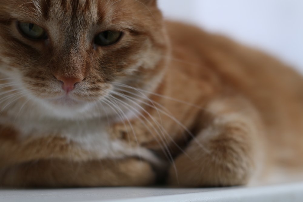 Photograph by Олег Красильников