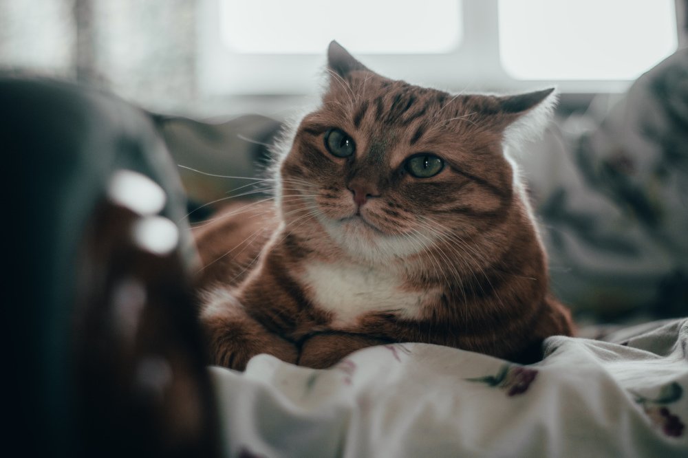 Photograph by Олег Красильников