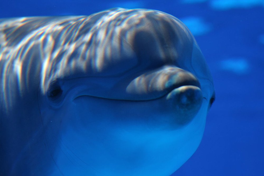 Фотография автора Nikolay Tatarchuk