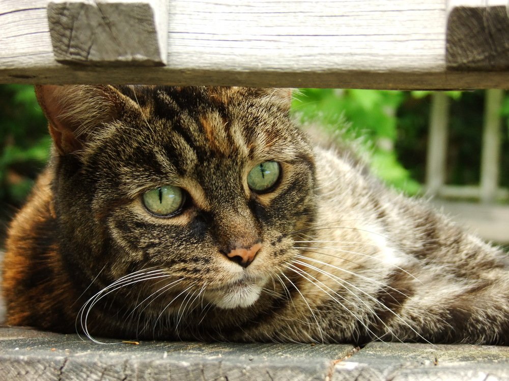 Photograph by Josée Beauchemin