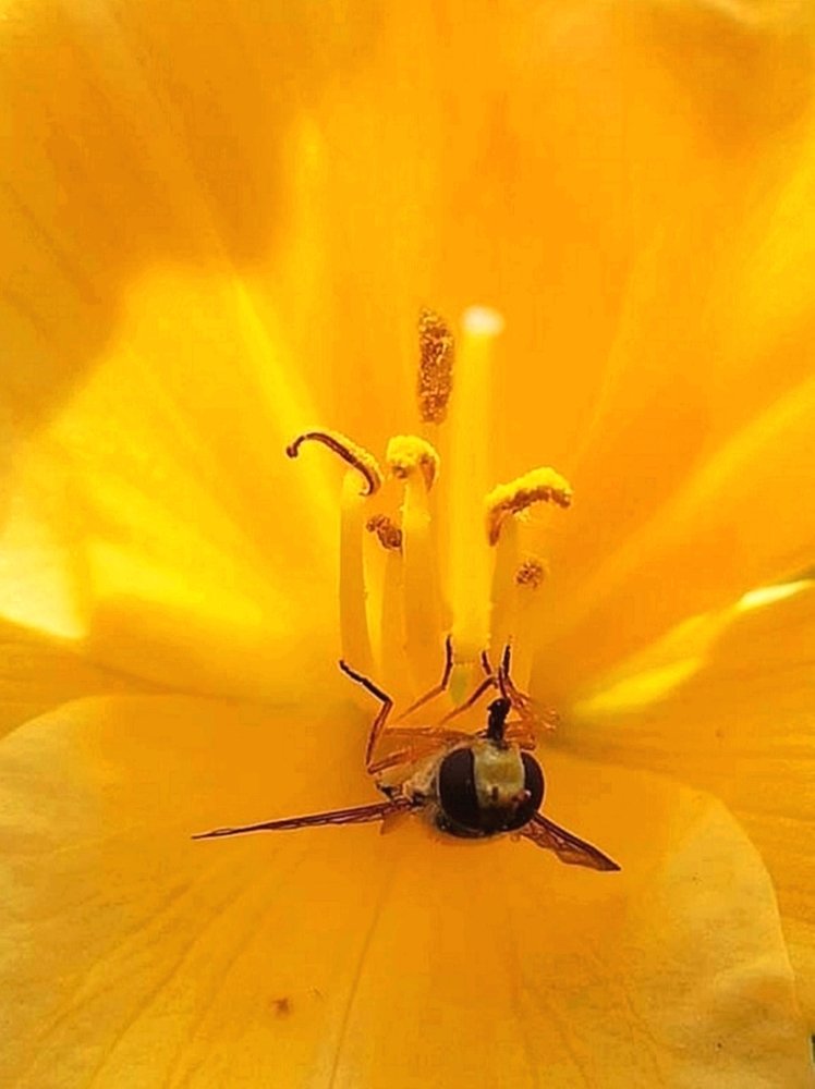 Ощарашенный от желтого цвета. Дух цвета и оса...